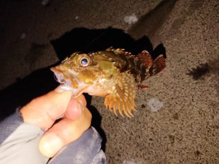 マイカ釣のつもりが